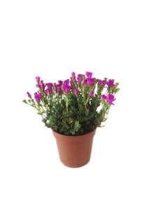 Mesembrianthemum