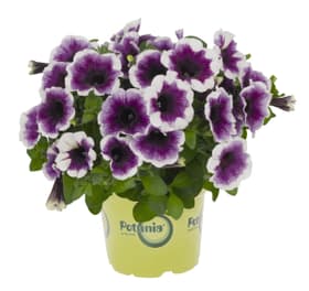 Petunia Potunia12cm