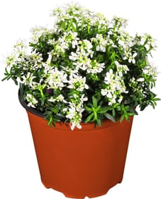Iberis 14 cm