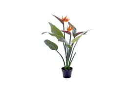 Strelitzia