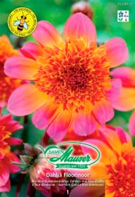 Anemonenblütige Dahlie Floorinoor Blumenzwiebeln Samen Mauser 650286900000 Bild Nr. 1