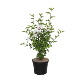 Hibiscus syr. 10l