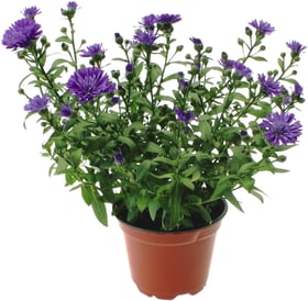 Aster dumosus 10.5cm