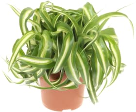 Chlorophytum Bonny