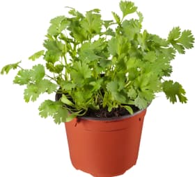 Bio Coriandolo