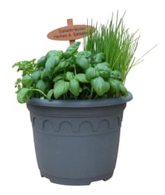 Bio Erba vaso 24cm