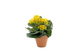 Kunstpflanze Kalanchoe, gelb, im Tontopf, H20cm Do it + Garden 658954900000 Bild Nr. 1