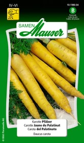 Karotte Pfälzer Gemüsesamen Samen Mauser 650110906000 Inhalt 5 g (ca. 300 - 500 Pflanzen oder 5 - 8 m²) Bild Nr. 1
