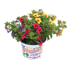 Petunia Trio 12cm