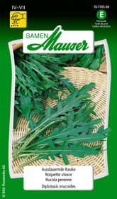 Roquette vivace Semences d’herbes arom. Samen Mauser 650113801000 Contenu 2 g (env. 10 m²) Photo no. 1