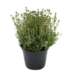 Timo verde 14cm