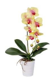 Orchidée Fleur artificielle Do it + Garden 658956000000 Photo no. 1