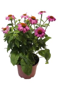 Echinacea