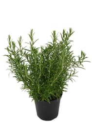 Rosmarino