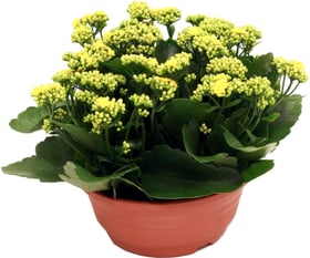 Kalanchoe