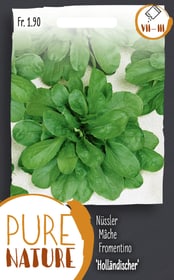 Do it + Garden Nüssler 'Holländischer breitblät.' 5g Gemüsesamen Nüssler 'Holländischer breitblät.' 5g Gemüsesamen Do it + Garden 287112400000 Bild Nr. 1