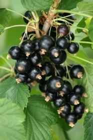 Ribes Dr. Bauer Ometa