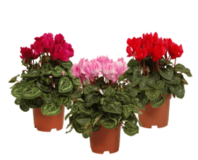 Cyclamen 10.5cm