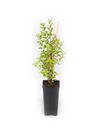 Bacche di Goji