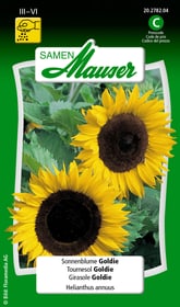 Samen Mauser Tournesol Goldie Semences de fleurs Tournesol Goldie Semences de fleurs Samen Mauser 650104108000 Contenu 2.5 g (env. 40 - 60 plantes ou 6 m²) Photo no. 1