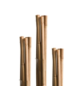Tuteurs bambous 120 cm Tige pour plantes Miogarden 631504400000 Photo no. 1