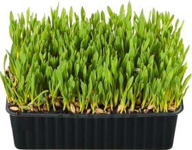 Bio Erba per gatti