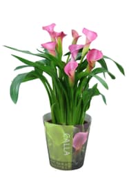 Zantedeschia Mix 13cm
