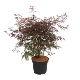 Acero giapponese Garnet Ø21cm Arbusto ornamentale 650167100000 N. figura 1