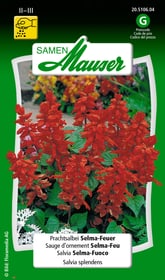 Samen Mauser Salvia Selma-Fuoco Sementi di fiori Salvia Selma-Fuoco Sementi di fiori Samen Mauser 650107001000 Contenuto 0.75 g (ca. 80 piante o 4 m²) N. figura 1