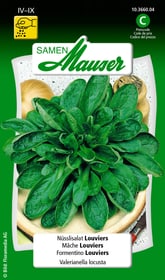 Samen Mauser Mâche de Louviers Semences de legumes Mâche de Louviers Semences de legumes Samen Mauser 650112805000 Contenu 5 g (env. 1 - 2 m²) Photo no. 1
