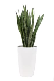Sansevieria Zeylanica avec cache-pot Ø29cm Plante verte 650338400000 Couleur du pot Blanc Photo no. 1