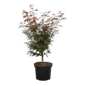 Acero giapponese Jerre Schwartz 4l Arbusto ornamentale Acero giapponese Jerre Schwartz 4l Arbusto ornamentale 650341000000 Grandezza del vaso 4l N. figura 1
