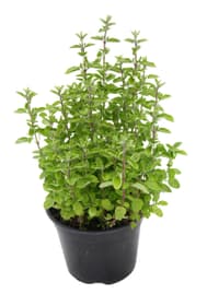 Origano vulgaris