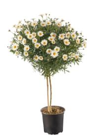 Marguerite tige