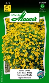 Samen Mauser Tagetes Ursula Blumensamen Tagetes Ursula Blumensamen Samen Mauser 650107511000 Inhalt 1 g (ca. 80 Pflanzen oder 5 - 6 m²) Bild Nr. 1