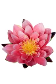 Seerose schwimmend Kunstpflanze Do it + Garden 658959700021 Farbe Pink Grösse L: 12.5 cm x B: 12.5 cm x H: 6.0 cm Bild Nr. 1