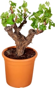 Vitis Solitaer buisson
