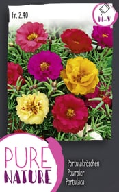 Do it + Garden Portulaca, miscuglio doppio 0.75g Sementi di fiori Portulaca, miscuglio doppio 0.75g Sementi di fiori Do it + Garden 287303800000 N. figura 1