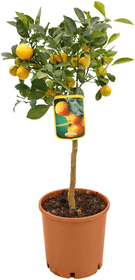 Citrus Kumquat Stamm Ø20cm Zitruspflanze 650350800000 Bild Nr. 1