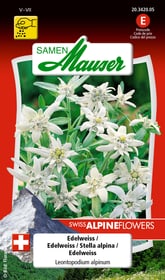 Samen Mauser Edelweiss Blumensamen Edelweiss Blumensamen Samen Mauser 650103301000 Inhalt 0.05 g Bild Nr. 1