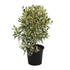 Fusain du Japon Kathy 5l Arbuste ornemental Fusain du Japon Kathy 5l Arbuste ornemental 650340600000 Photo no. 1