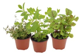 Erba cuicina 9cm