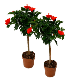 Hibiskus Stamm Rosa-sinensis (2er Set) Ø17cm Mediterrane Blühpflanze Hibiskus Stamm Rosa-sinensis (2er Set) Ø17cm Mediterrane Blühpflanze 650351200000 Bild Nr. 1