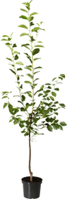 Amarena visciola