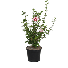 Hibiscus pour jardin Hamabo Ø22cm Arbuste ornemental Hibiscus pour jardin Hamabo Ø22cm Arbuste ornemental 650167900000 Photo no. 1