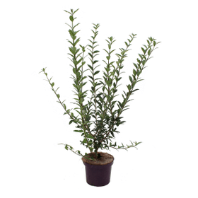 Troène Ligustrum vulgare Atrovirens 5 l Plante pour haies 650370400000 Photo no. 1