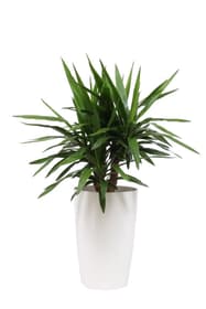 Palmlilie Yucca Elephantipes im Übertopf Ø29cm Grünpflanze 650338600000 Übertopf Farbe Weiss Bild Nr. 1