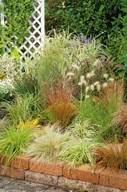 Carex Mix 12cm