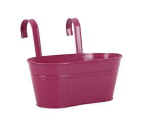 Do it + Garden Pot à avec crochet ovale Pot en zinc Pot à avec crochet ovale Pot en zinc Do it + Garden 657980200011 Couleur Fuchsia Taille L: 28.5 cm x L: 24.0 cm x H: 12.5 cm Photo no. 1