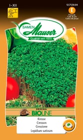 Samen Mauser Keimsamen Kresse Sprossen & Keimlinge Keimsamen Kresse Sprossen & Keimlinge Samen Mauser 650111201000 Inhalt 70 g Bild Nr. 1